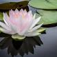 Kriya Yoga: Action & Transformation with Laura Ahrens-James