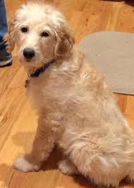 Ct goldendoodles has sold and sales puppies accrose the united states. 14 Week Old Golden Doodle For Sale Newtown Ct Patch