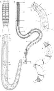 Image result for Schizochilus lepidus