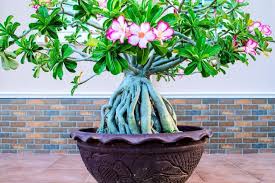 If you are a newbie and want to grow them, then you should try these best indoor bonsai trees for beginners! 64 Incredible Types Of Bonsai Trees With Pictures Florgeous
