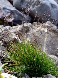 Image result for Festuca caprina