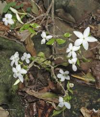 Image result for Coffea schliebenii