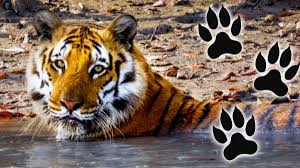 Top names for big cats. Nine Times Big Cats Were Purrrr Fect Cbbc Bbc