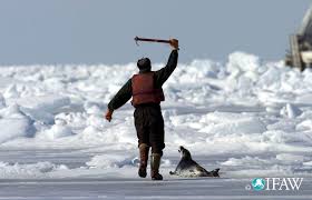 Leona Aglukkaq Wants To Continue Killing Baby Seals One Person One World