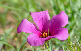 Image result for Hibiscus pusillus