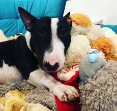 So, why did we put this list together? 390 Female Dog Names That Start With K The Paws