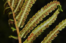 Image result for Cyclosorus interruptus