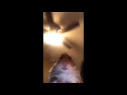 By obks(the new funniest!) · 55 posts. Staring Hamster Video Gallery Know Your Meme