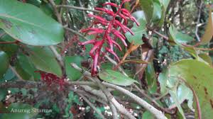 Image result for Helixanthera