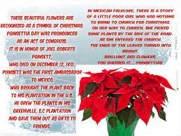 The Poinsettia Beautiful Flowers Mexican Folklore Poinsettia