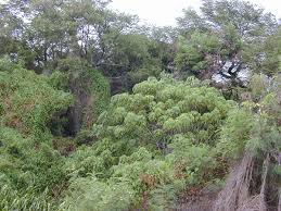 Image result for Macaranga mellifera