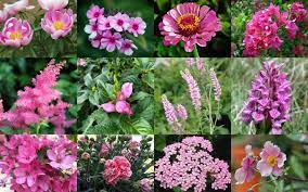 Many gardeners like perennial flowering plants because they return year after year. 55 Best Pink Flowers With Names And Pictures Florgeous