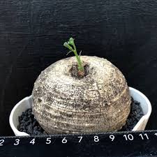 Image result for Trochomeria polymorpha