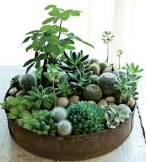 A continuación te explicamos como tener unos cactus bonitos y sanos. Captus Plants Succulents Succulents Garden