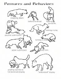 How To Survive In Your Backyard Wolf Dog Animal Behavior Wolf Spirit