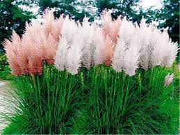 Pampas Grass Mix Cortaderia Selloana Fast Growing Ornamental Grass Seeds Perennial Zones 7 1 Pink Pampas Grass Tall Ornamental Grasses Pampas Grass Seed