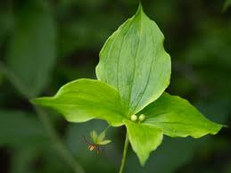 Image result for Oncella curviramea