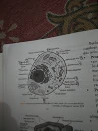We did not find results for: Sl Hewan Dan Organl Organelnya Beserta Ciri Cirinya Dan Fungsinya Masing Masingsel Hewan Dan Brainly Co Id