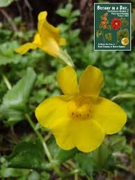 Image result for Phrymaceae