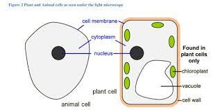 New movie releases this weekend: Biology Questions And Answers Form 1 Biology Quizzes Trivia Answer
