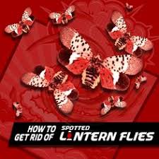 How to get rid of lanternflies. How To Get Rid Of Spotted Lanternflies