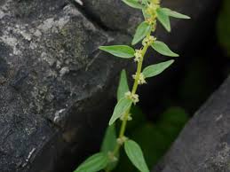 Image result for Pouzolzia parasitica