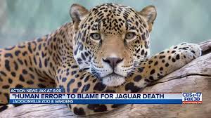 Check spelling or type a new query. Jacksonville Zoo Says Death Of A Jaguar By Another Jaguar Was Likely Caused By Human Error Action News Jax