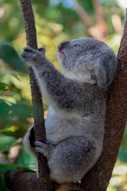 Australia Com Dale Cleghorn Photography Currumbin Wildlife Sanctuary Gold Coast Qld This Is My Casual Gazing Pose You Like The Wombats Koala Koala Baby