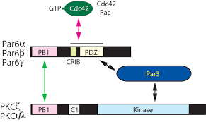 These include the chloroplast, a large central vacuole as well as the cell wall. Fig 8 Structure And Function Of The Pb1 Domain A Protein Interaction Module Conserved In Animals Fungi Amoebas And Plants Science Signaling