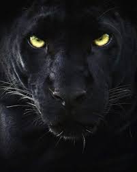 Pin De Diego Gomez En Animales Lindos Panteras Felino Ojos De Animales Animales Salvajes