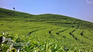 Check spelling or type a new query. Wisata Blitar Kebun Teh Terbaik Gerai News
