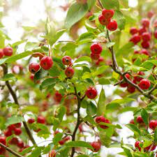 Rave® apples accounted for 5.9 percent of club apple volume and 6.2 percent of sales with a $2.13 per pound average retail. How To Grow Crab Apple Trees Gardening Advice The Guardian