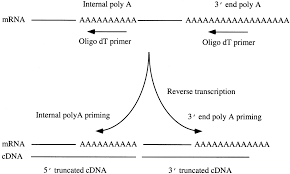 What does cdna mean ? Oligo Dt Primer Generates A High Frequency Of Truncated Cdnas Through Internal Poly A Priming During Reverse Transcription Pnas