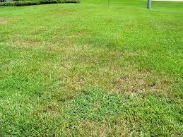 Maybe you would like to learn more about one of these? Worms In The Grass A Case Study Concerning The Extraction And Identification Of Plant Parasitic Nematodes