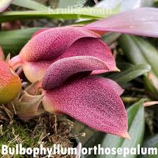 Image result for Bulbophyllum X chikukwa