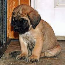 American Mastiff Puppy American Mastiff Mastiffs Mastiff Puppies