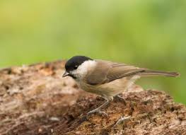 Image result for Poecilostachys