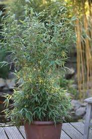 Den pflanzen wird ausreichend zeit bis zum frost gegeben, um neue sprosshalme, rhizome und wurzeln ohne wachstumsunterbrechung zu bilden. Fargesia Murielae Fresena Schirm Bambus Garten Bambus