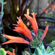 Image result for Dicliptera sericea