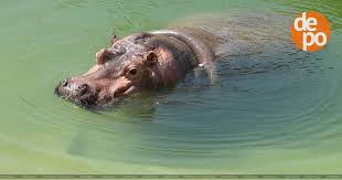 Картинки по запросу харьковский зоопарк открытие Harkovskij Zoopark S Filtrami I Podogrevom Begemot I Krokodily V Harkovskom Zooparke Pereehali V Novye Bassejny Foto Novosti Harkova