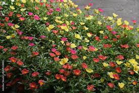 Image result for Portulacaceae