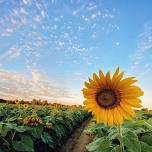 Tennessee Sunflower Festival
