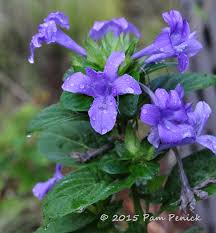 Here's a short list of edible flowers in the philippines for culinary use ( i know the dishes look so girly! Plant This Flipping For Philippine Violet Digging