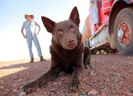 Gorgeous Red Kelpie Australian Dog Breeds Working Dogs Dog Movies