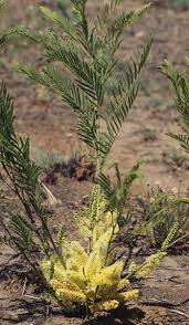 Image result for Elephantorrhiza elephantina