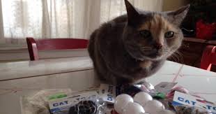 We foster cats in nyc and feed community cats while we are in puerto rico. Coronavirus And Pet Fostering Take My Cat Please