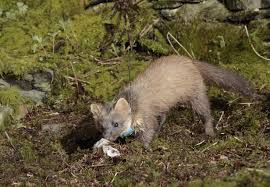 Image result for marten poop