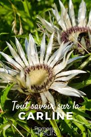 Epingle Sur Plantes Vivaces