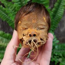 Image result for shrunken heads