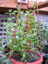 Image result for Kalanchoe manginii